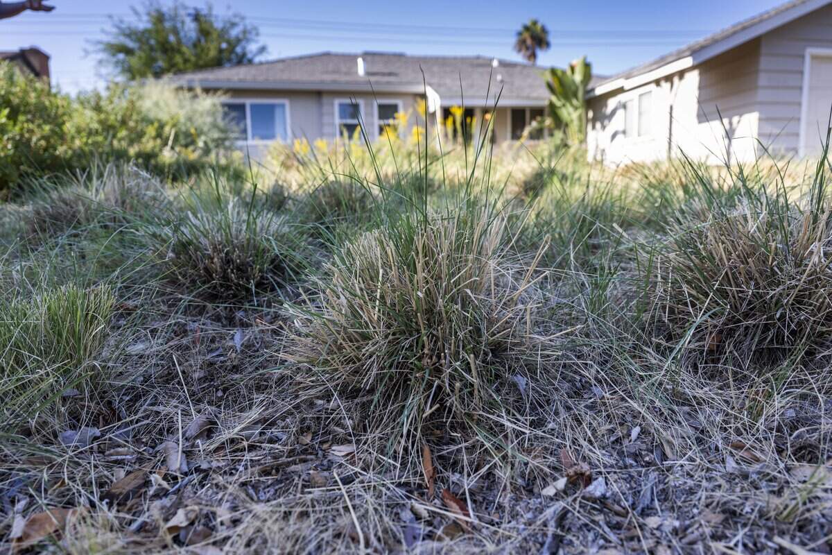 A California native plant garden decorates the exterior of Marc Dantona's Sacramento home on Tuesday, Aug. 11, 2026. Dantona fought a $900 city fine after using a rebate to replace his lawn with native plants that another city department deemed “weeds.”